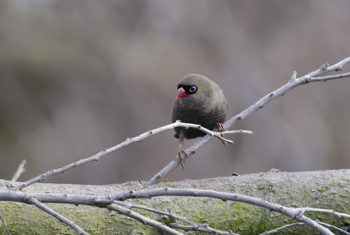 Beautiful Firetail - ML647502323