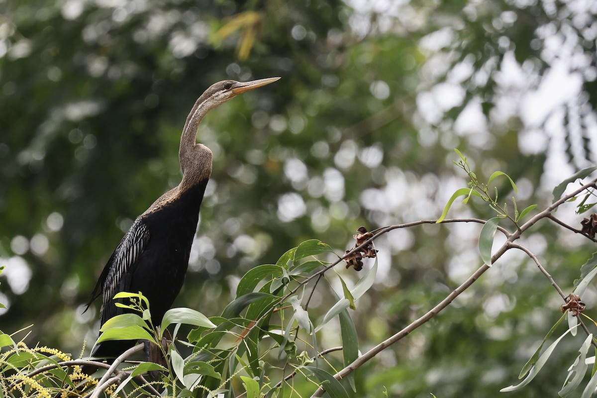 Oriental Darter - ML647502326