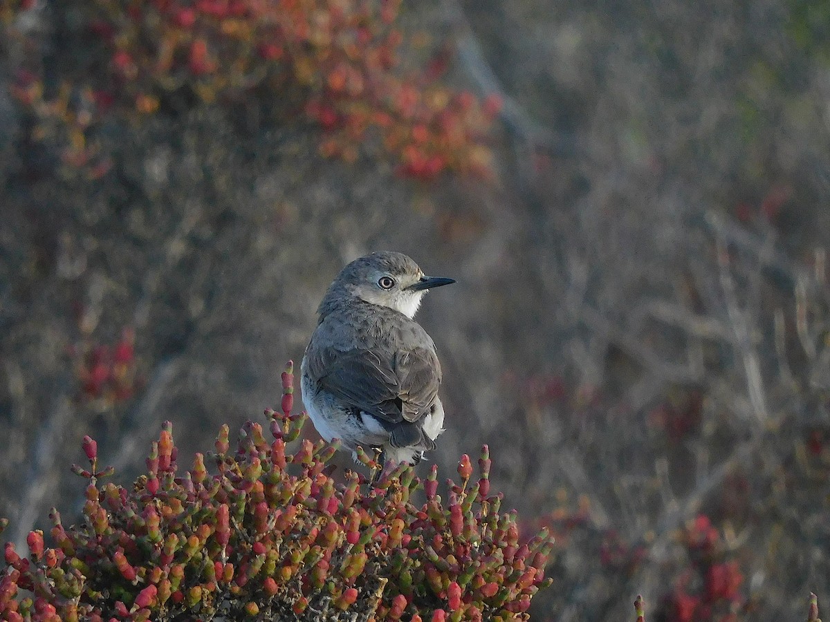 White-fronted Chat - ML647502328