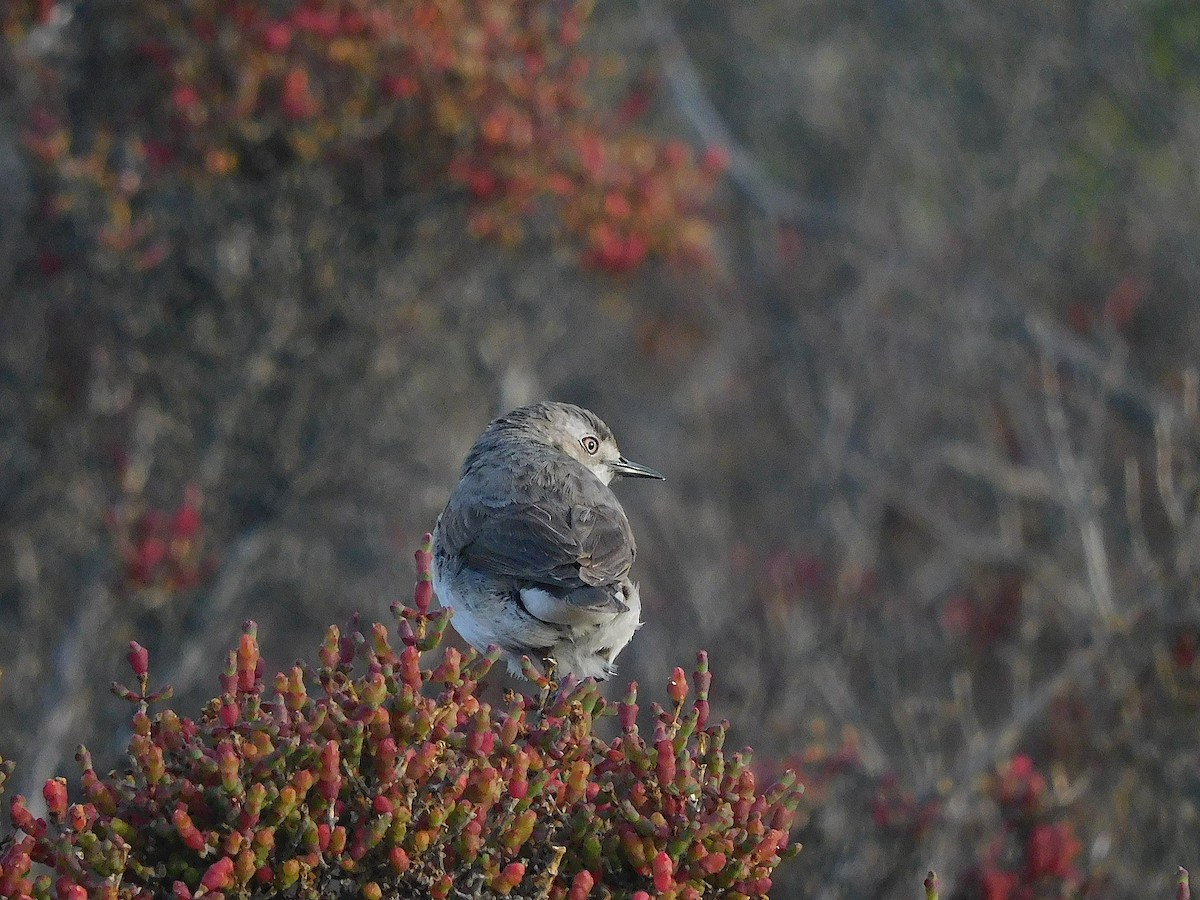White-fronted Chat - ML647502329