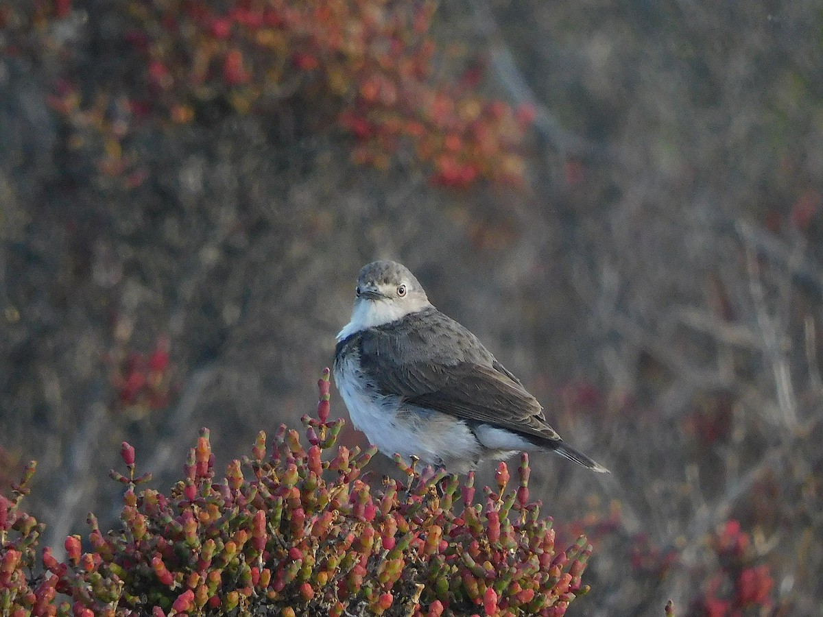 White-fronted Chat - ML647502330