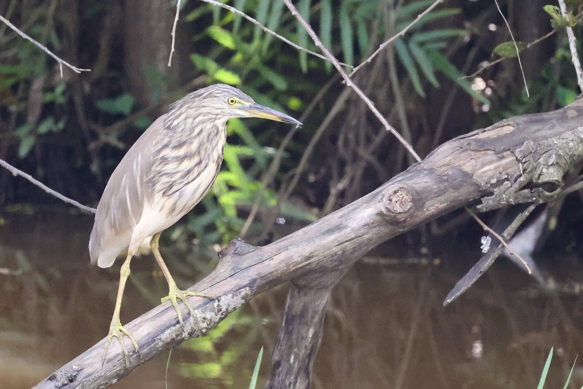印度池鷺 - ML647502331