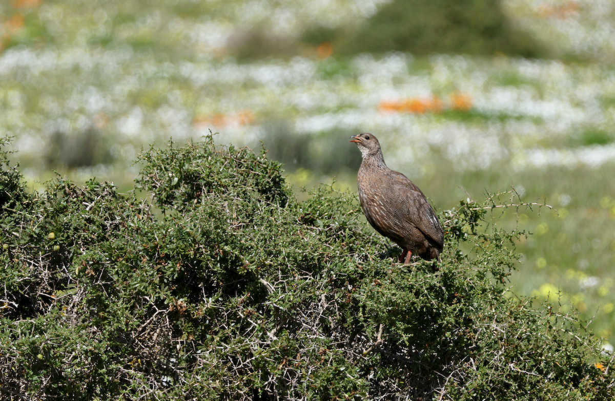 Cape Spurfowl - ML647502332