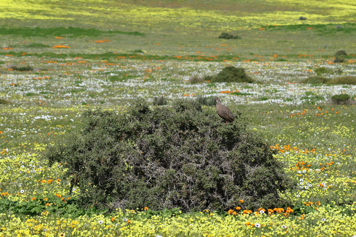 Cape Spurfowl - ML647502333