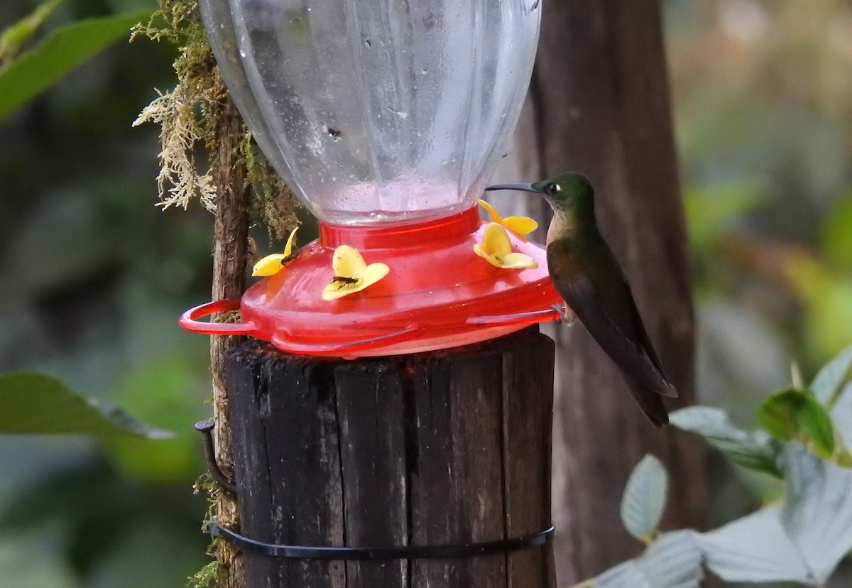 White-necked Jacobin - ML647502338