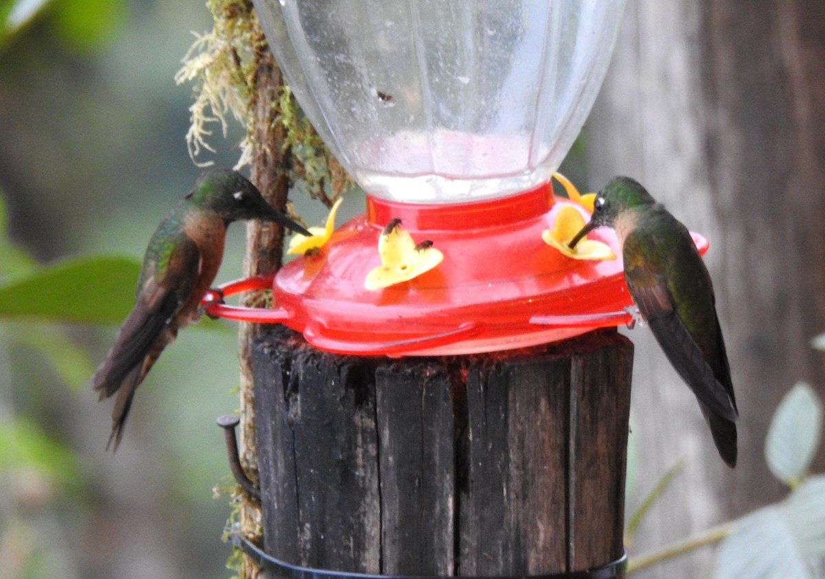 White-necked Jacobin - ML647502339