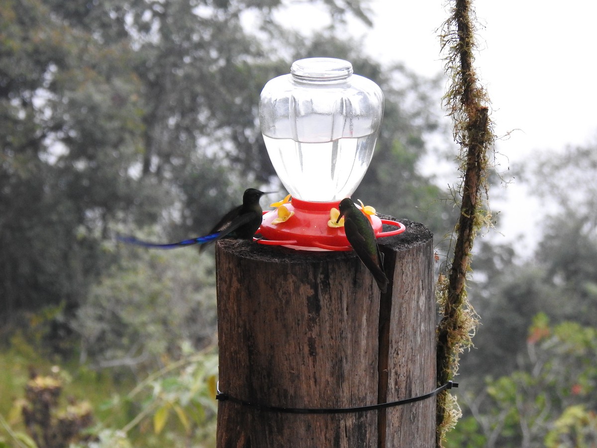 White-necked Jacobin - ML647502340