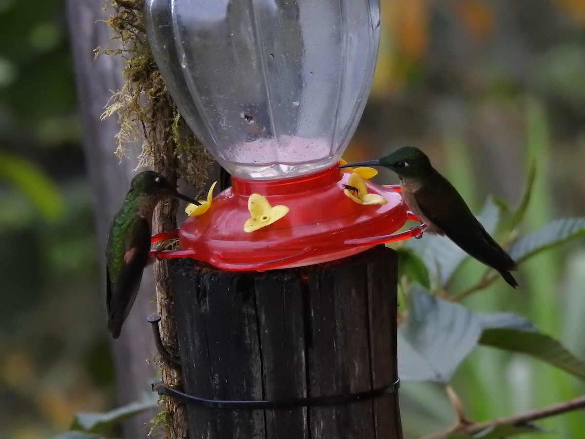 White-necked Jacobin - ML647502341