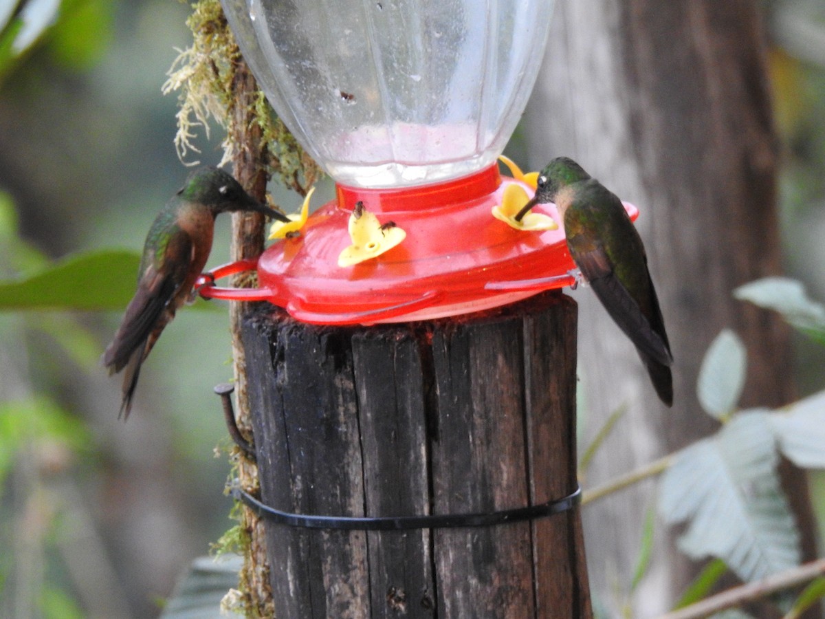 White-necked Jacobin - ML647502342