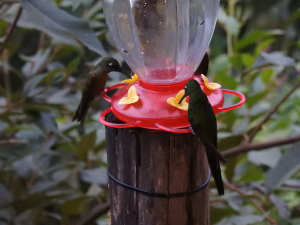White-necked Jacobin - ML647502344