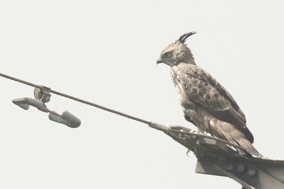 Changeable Hawk-Eagle - ML647502345