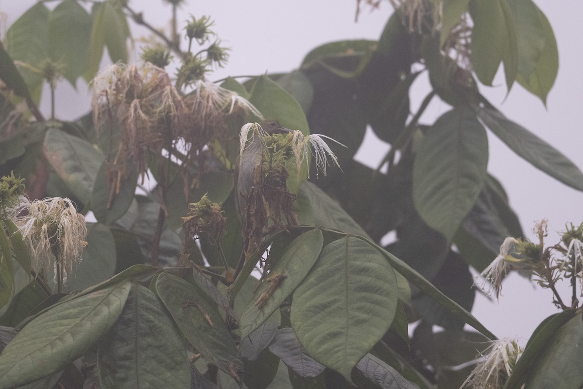 Gray-breasted Spiderhunter - ML647502347