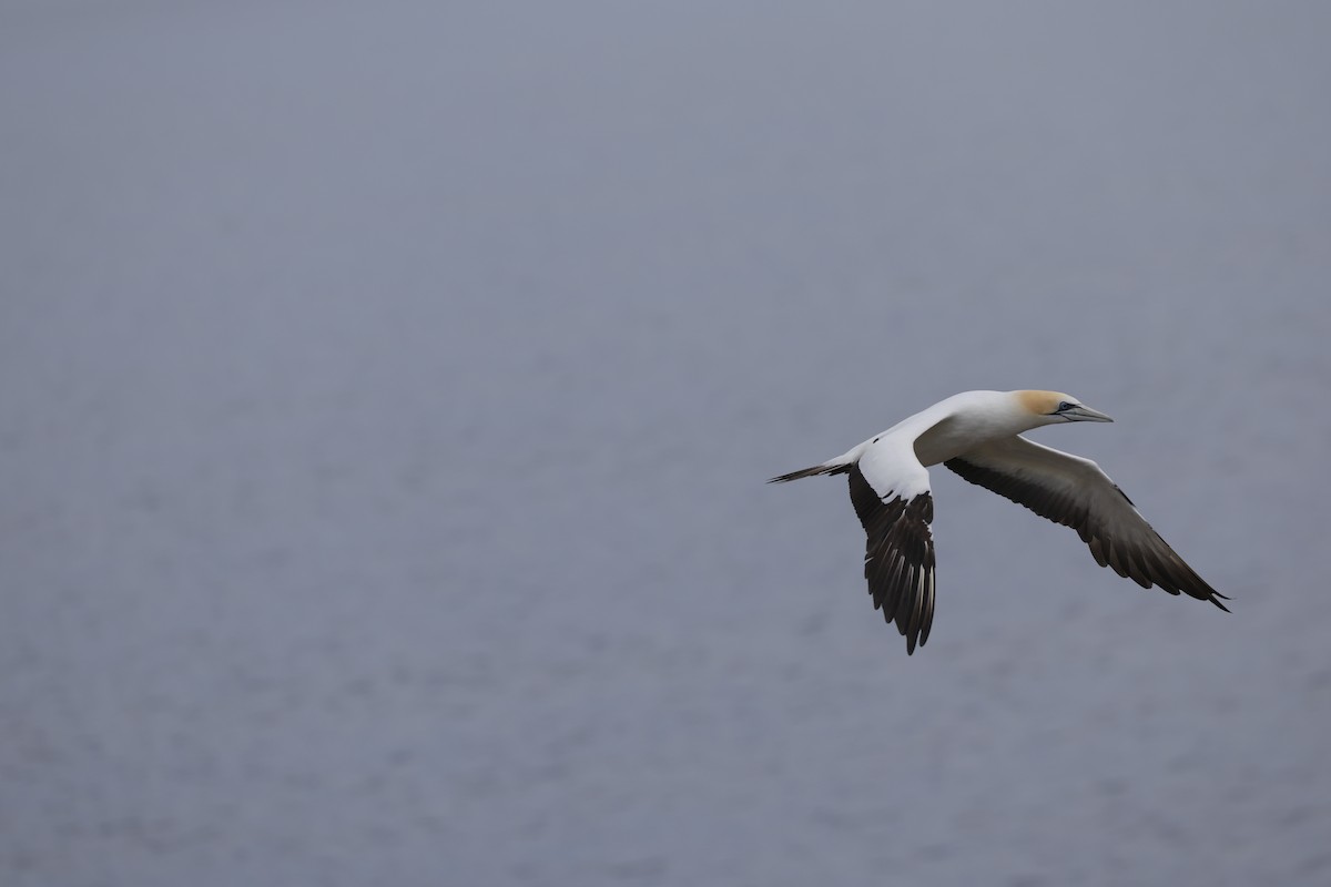 Australasian Gannet - ML647502360