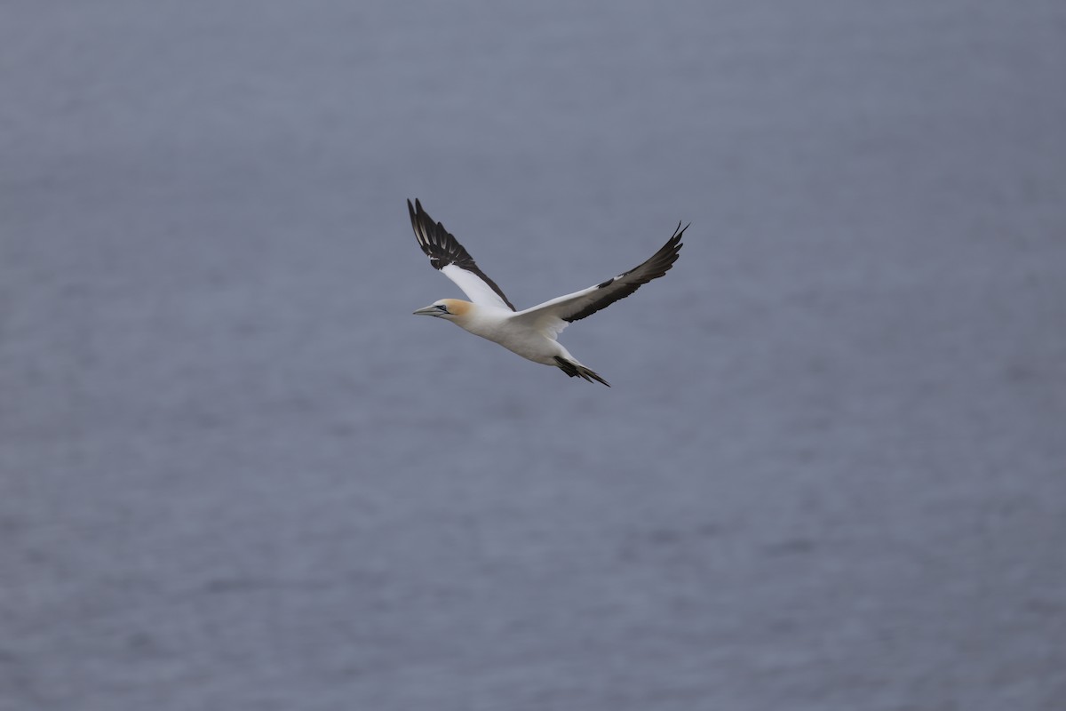 Australasian Gannet - ML647502361