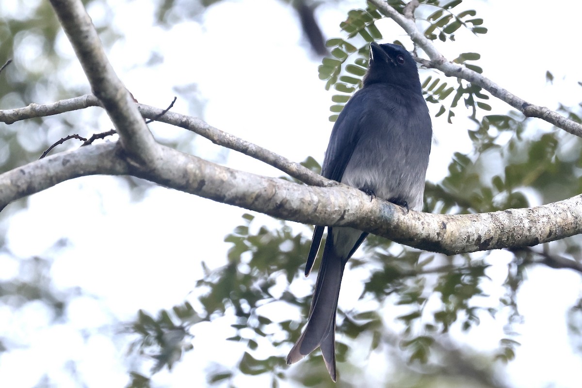 White-bellied Drongo - ML647502362