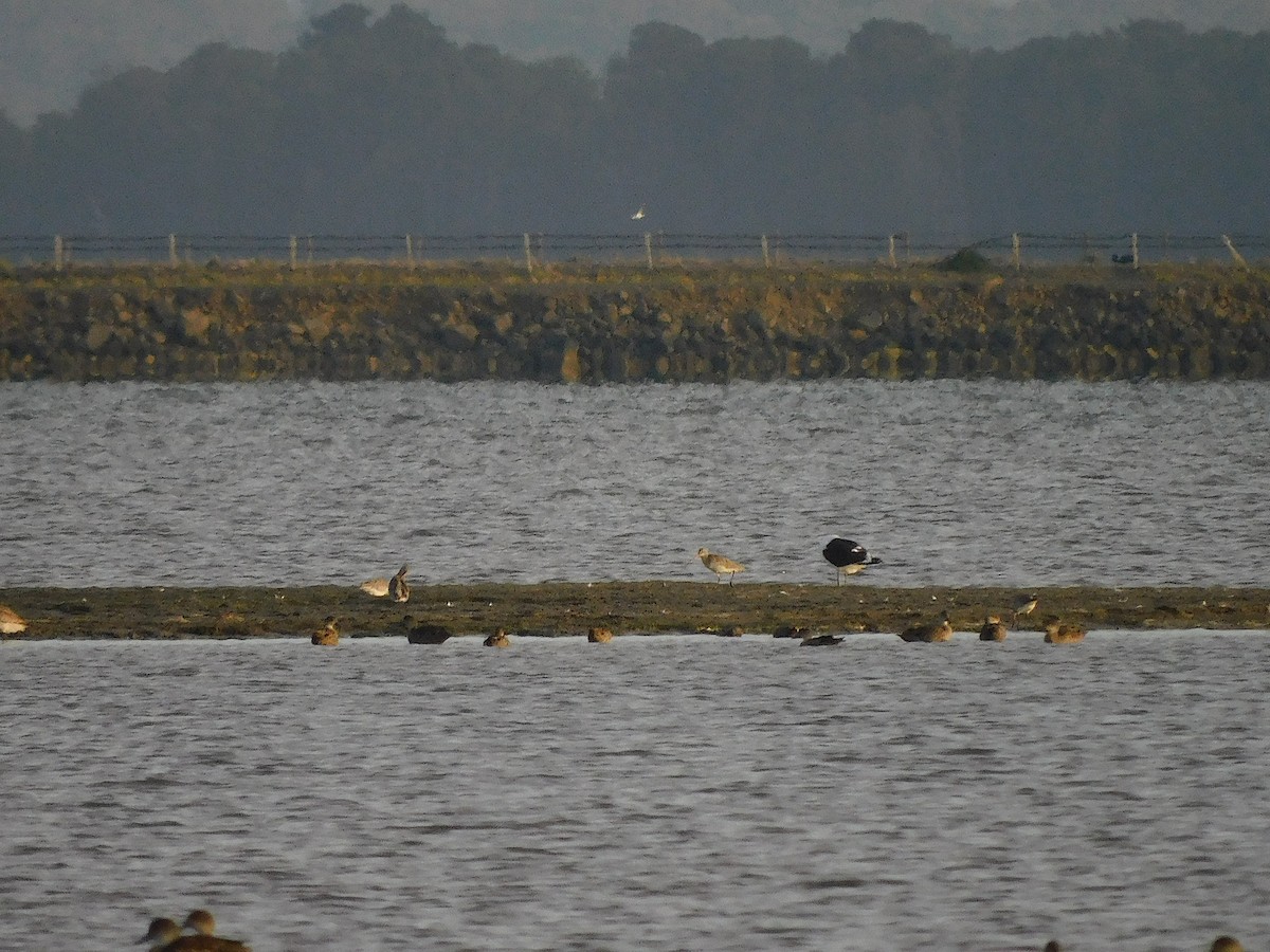 斑尾鷸 - ML647502363