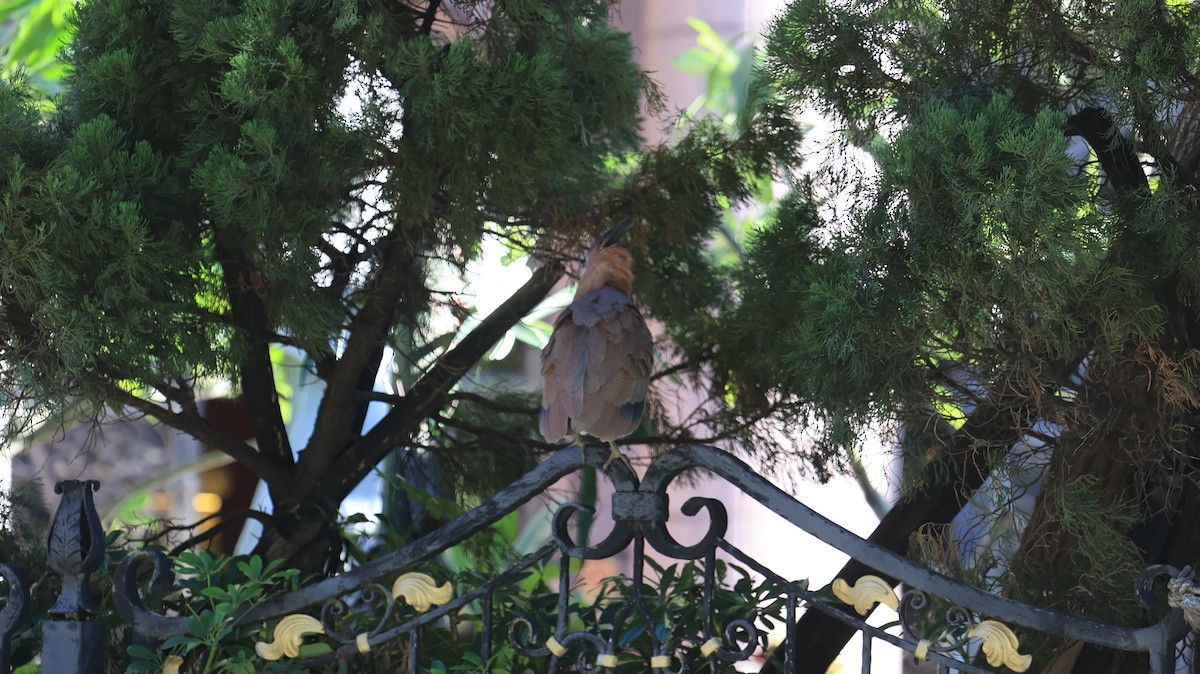 黑冠麻鷺 - ML647502365