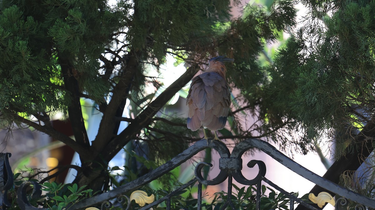 黑冠麻鷺 - ML647502366