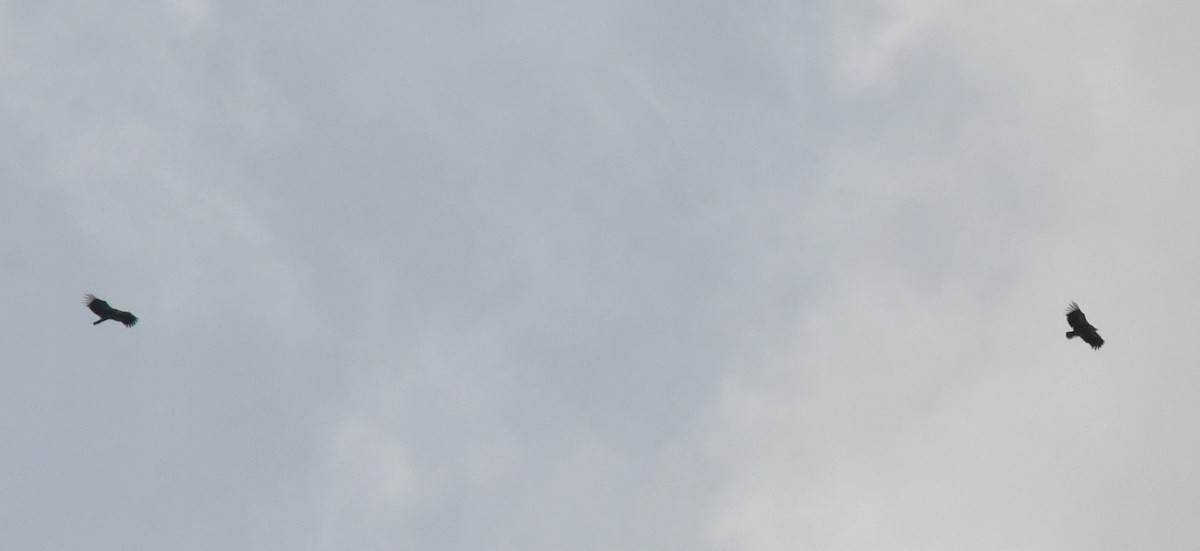 Vautour de l'Himalaya - ML647502367