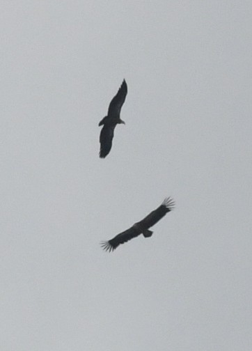 Vautour de l'Himalaya - ML647502368