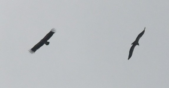 Vautour de l'Himalaya - ML647502369