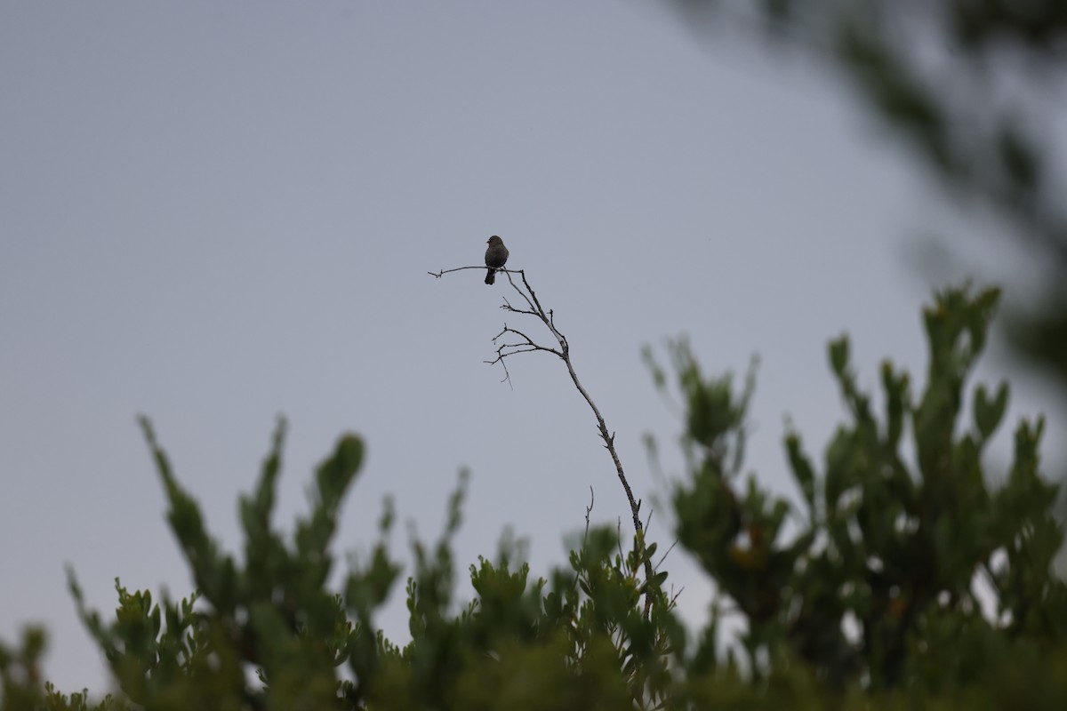 Beautiful Firetail - ML647502371