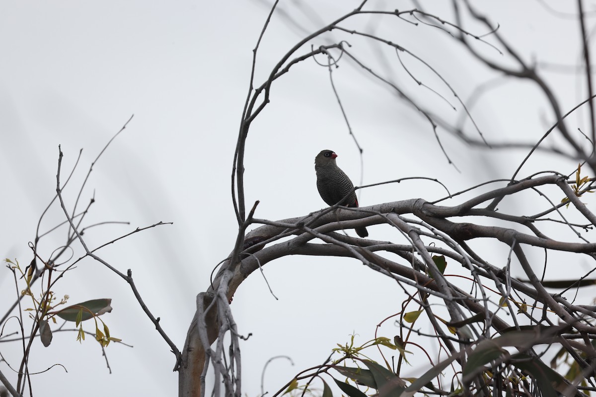 Beautiful Firetail - ML647502372