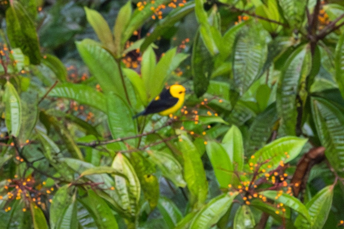 Black-and-yellow Tanager - ML647502374