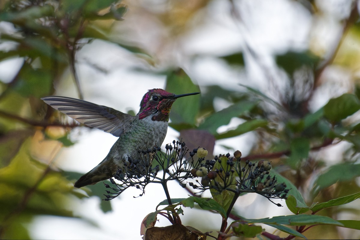 Anna's Hummingbird - ML647502381