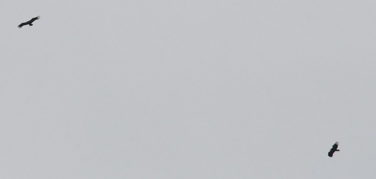 Vautour de l'Himalaya - ML647502384