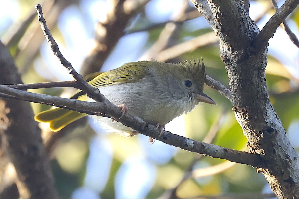 White-bellied Erpornis - ML647502385