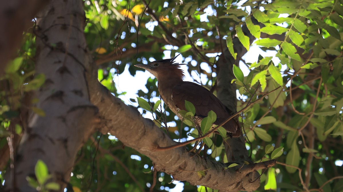 Malayan Night Heron - ML647502386