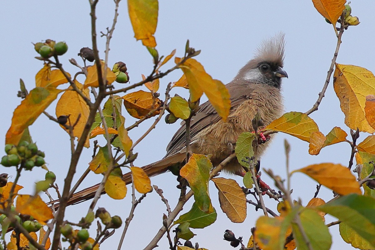 Speckled Mousebird - ML647502387