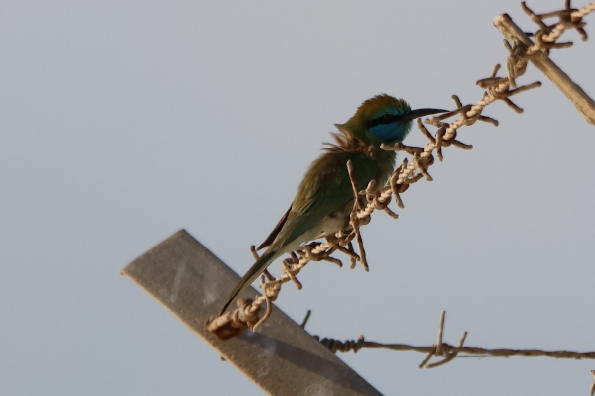 Arabian Green Bee-eater - ML647502388