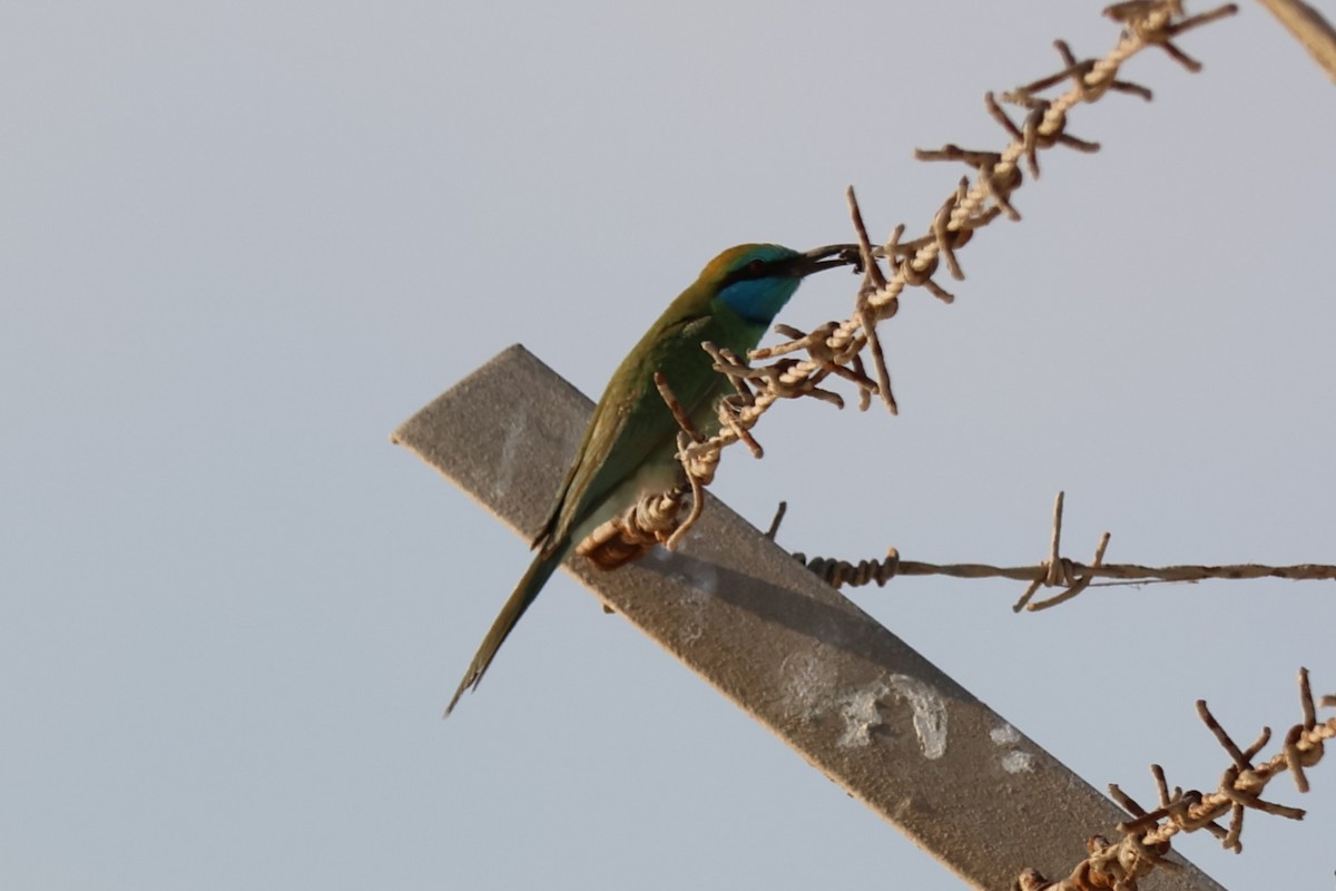 Arabian Green Bee-eater - ML647502389