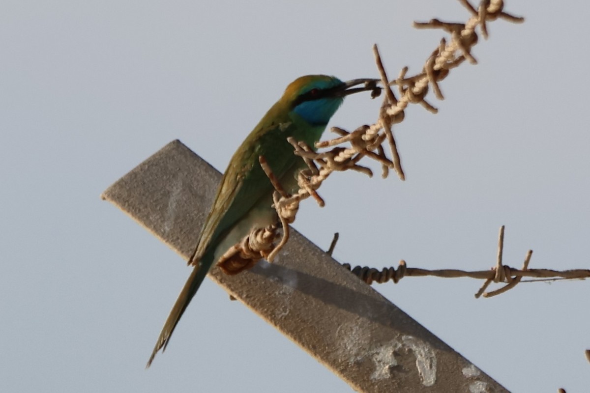 Arabian Green Bee-eater - ML647502391