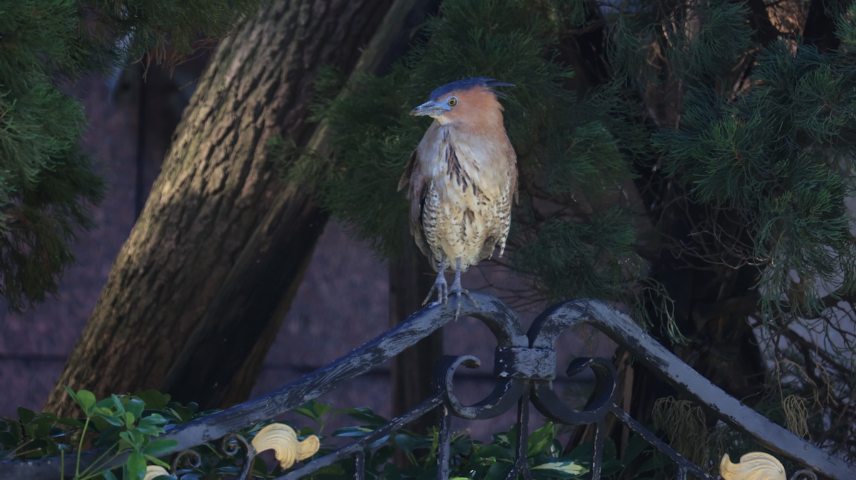 Malayan Night Heron - ML647502392