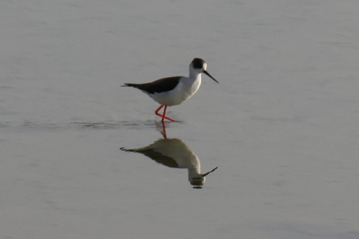 Black-winged Stilt - ML647502395