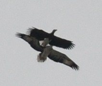 Gray-headed Fish-Eagle - ML647502400