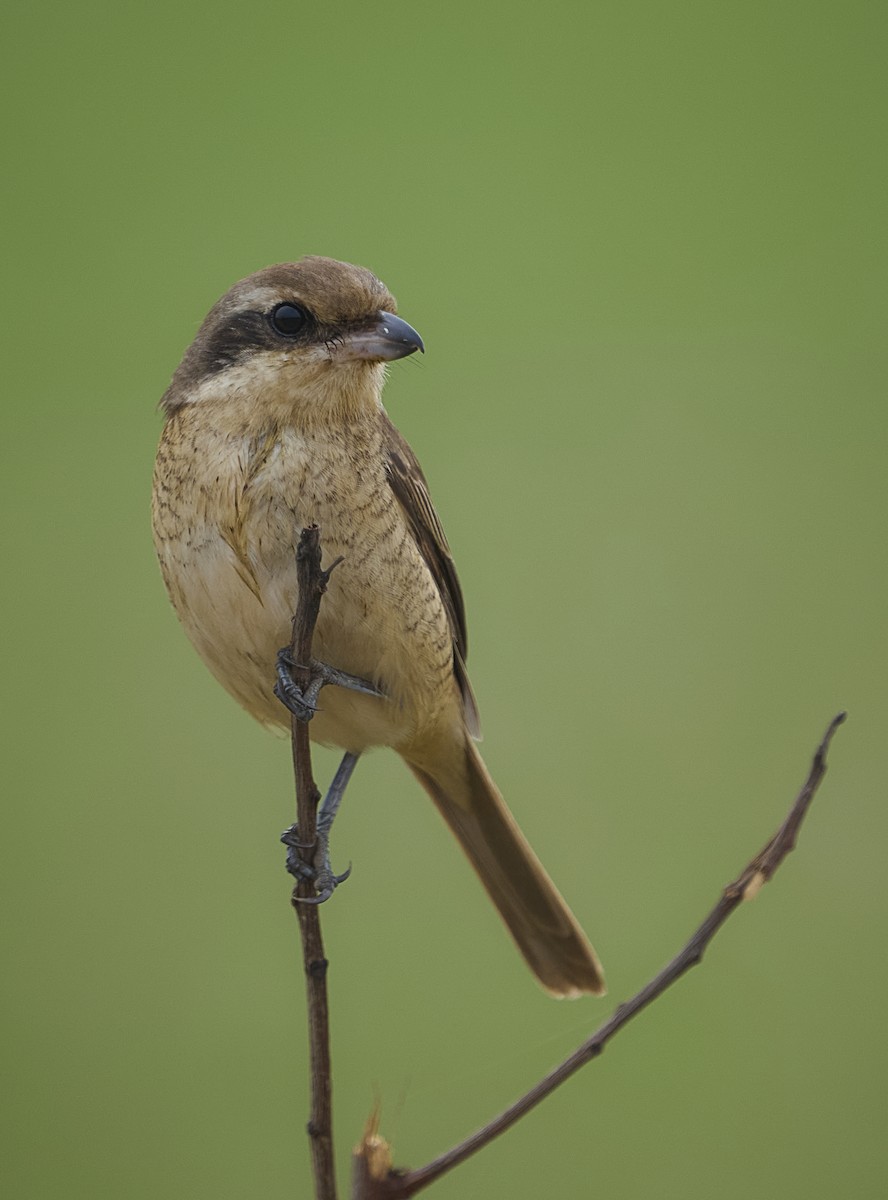 Brown Shrike - ML647502401
