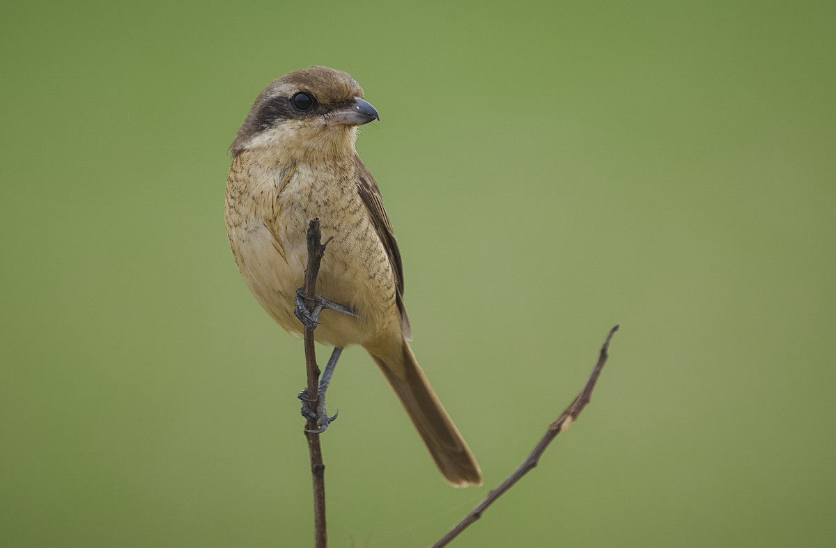 Brown Shrike - ML647502403