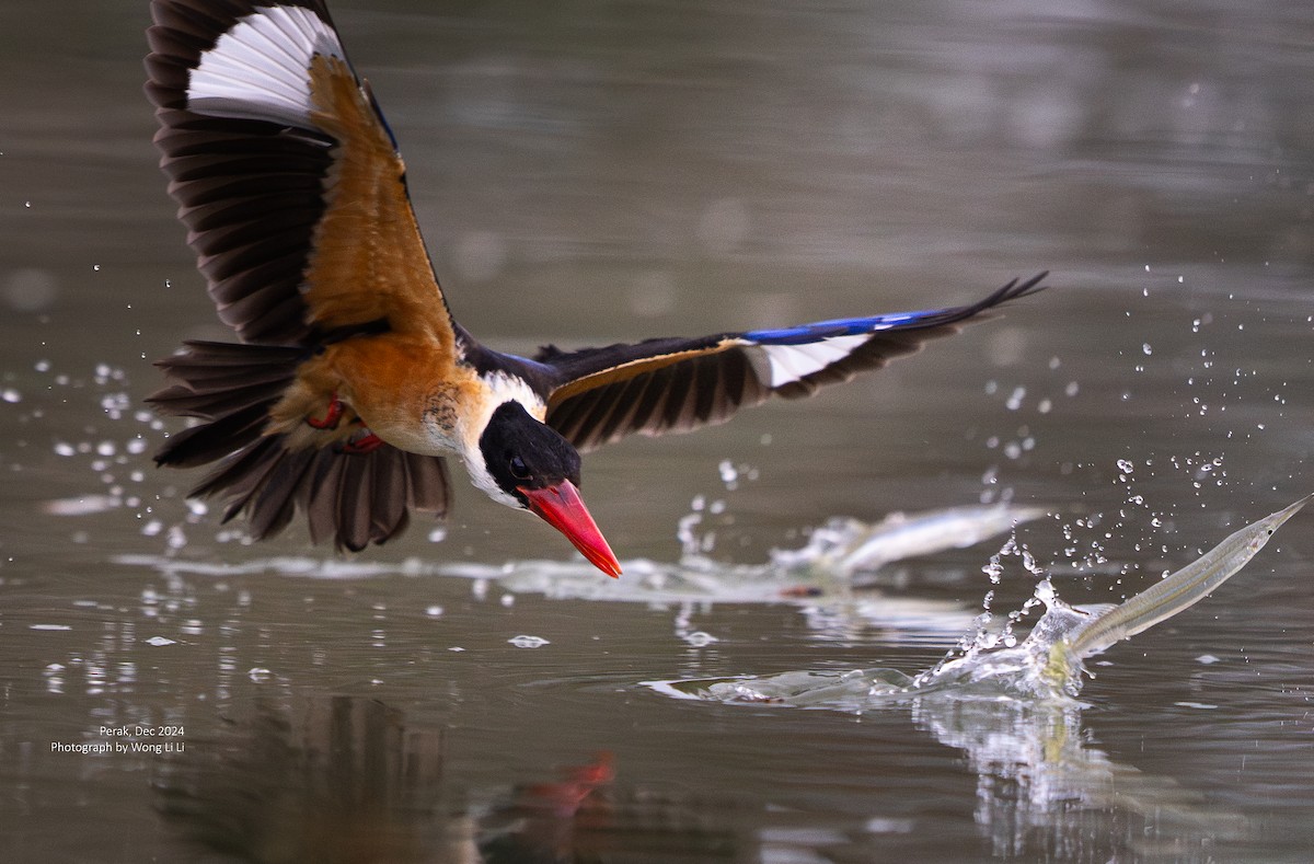 Black-capped Kingfisher - ML647502404