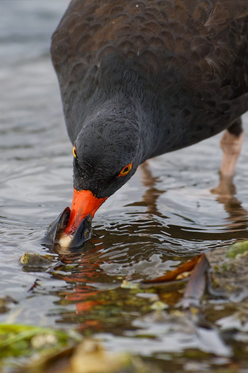 Black Oystercatcher - ML647502406