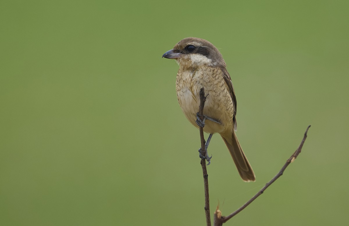 Brown Shrike - ML647502407