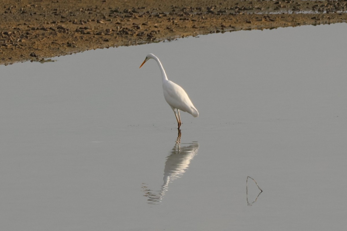 Great Egret - ML647502408