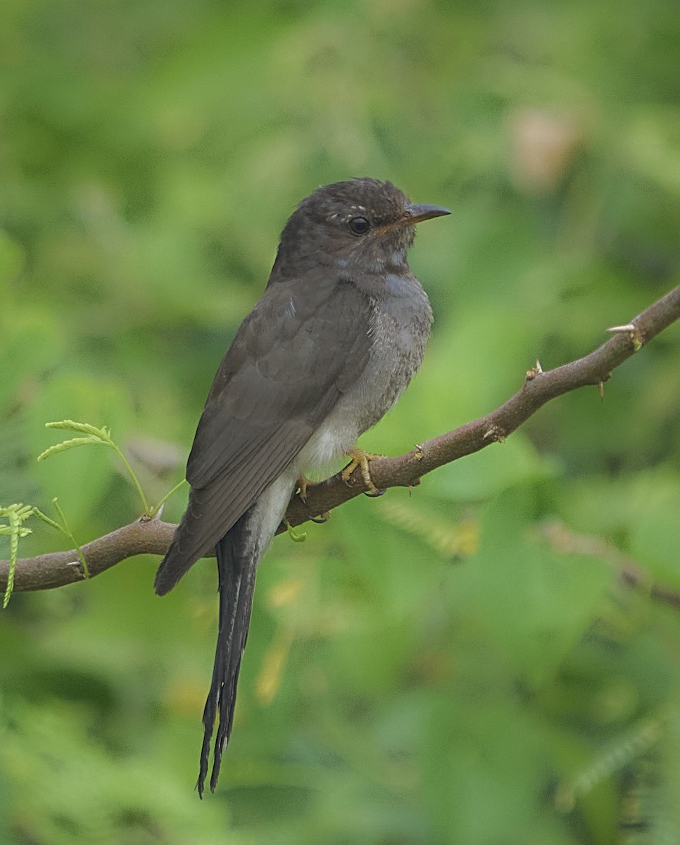 Gray-bellied Cuckoo - ML647502411