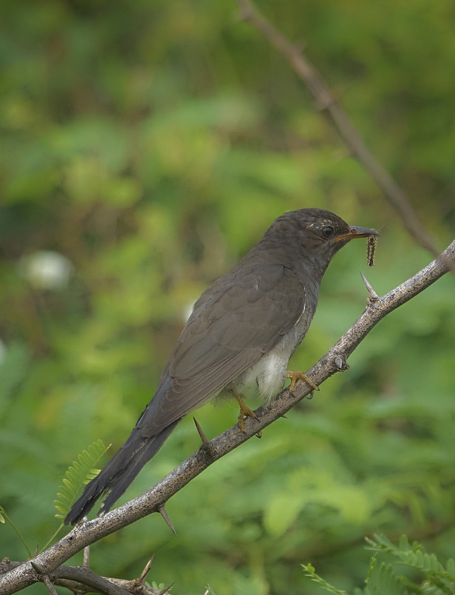 Gray-bellied Cuckoo - ML647502412