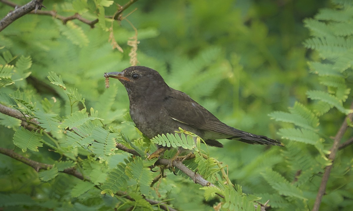 Gray-bellied Cuckoo - ML647502413