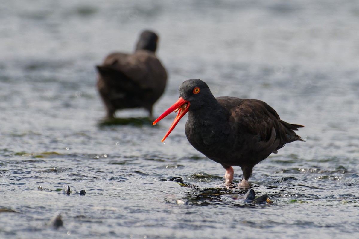 Black Oystercatcher - ML647502415