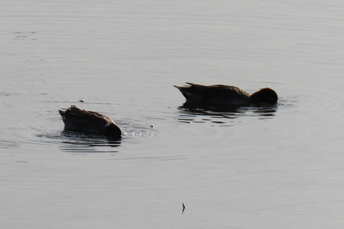 Green-winged Teal - ML647502416